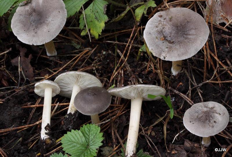 Lactarius acris